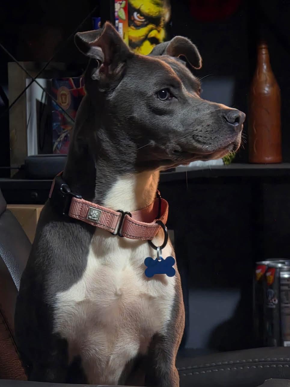 Enlarge Diamond, a Adoptable mixed breed in Wappingers Falls, NY image 2/3