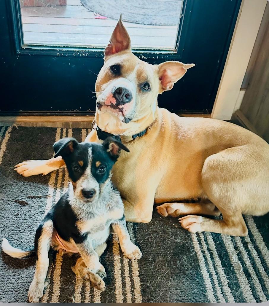 Cooley, Adoptable, Adult Male American Bulldog & Boston Terrier.