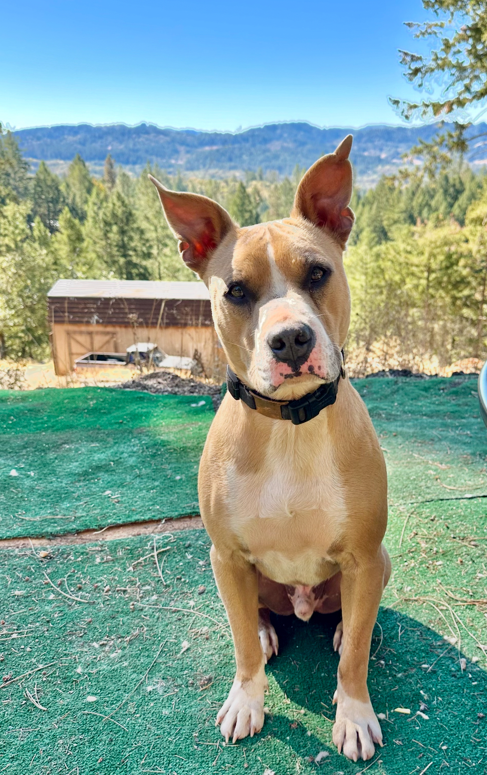 Cooley, a Adoptable mixed breed in Willits , CA image 2/6