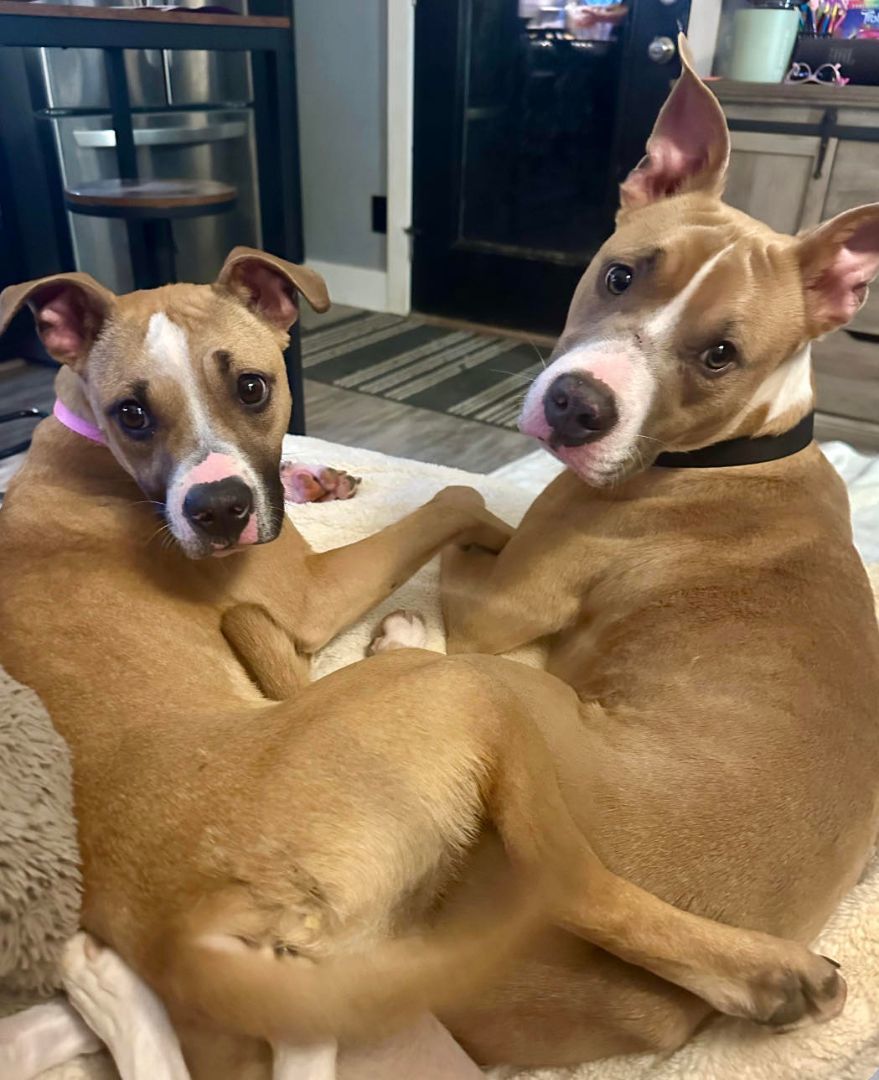 Cooley, a Adoptable mixed breed in Willits , CA image 4/6