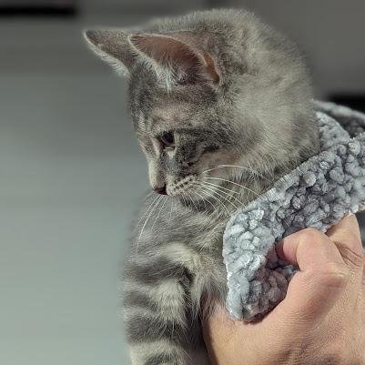 Freddy, Adoptable, Kitten Male Domestic Short Hair.