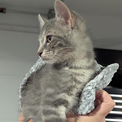 Freddy, a Adoptable Domestic Short Hair in Johnstown, PA image 2/6