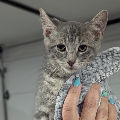 Freddy, a Adoptable Domestic Short Hair in Johnstown, PA image 3/6