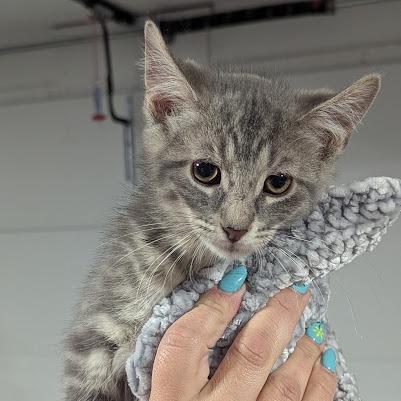 Freddy, a Adoptable Domestic Short Hair in Johnstown, PA image 4/6
