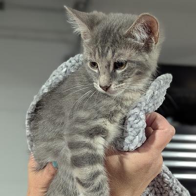 Freddy, a Adoptable Domestic Short Hair in Johnstown, PA image 5/6