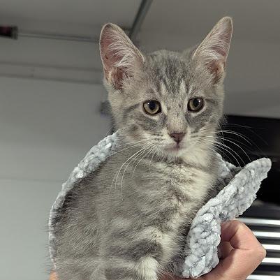 Freddy, a Adoptable Domestic Short Hair in Johnstown, PA image 6/6