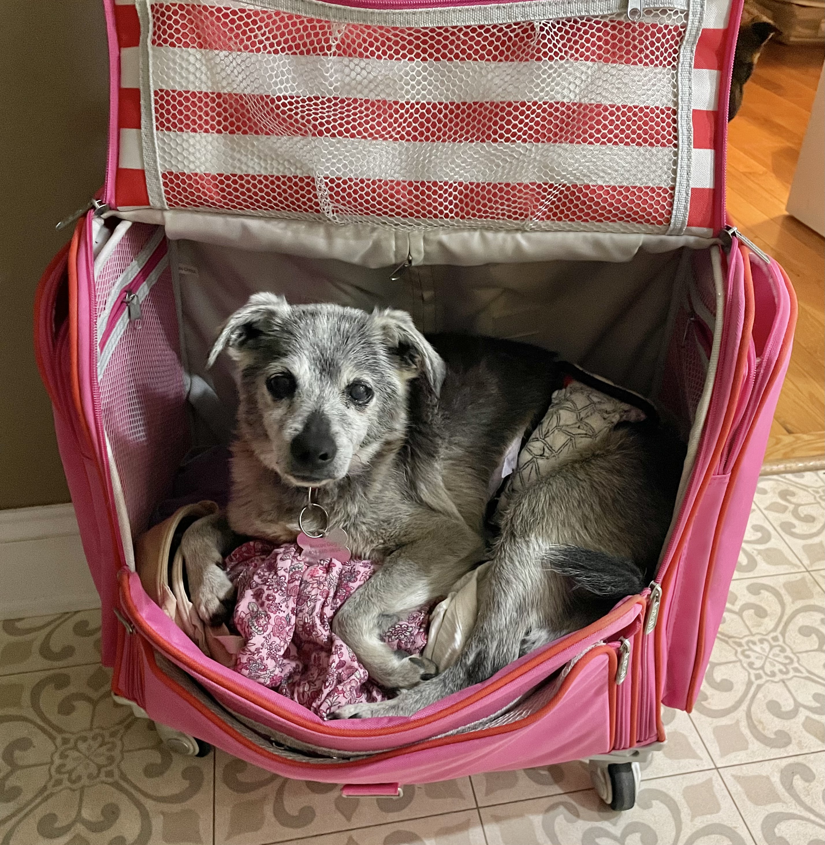 Smokey, Senior Male Chihuahua