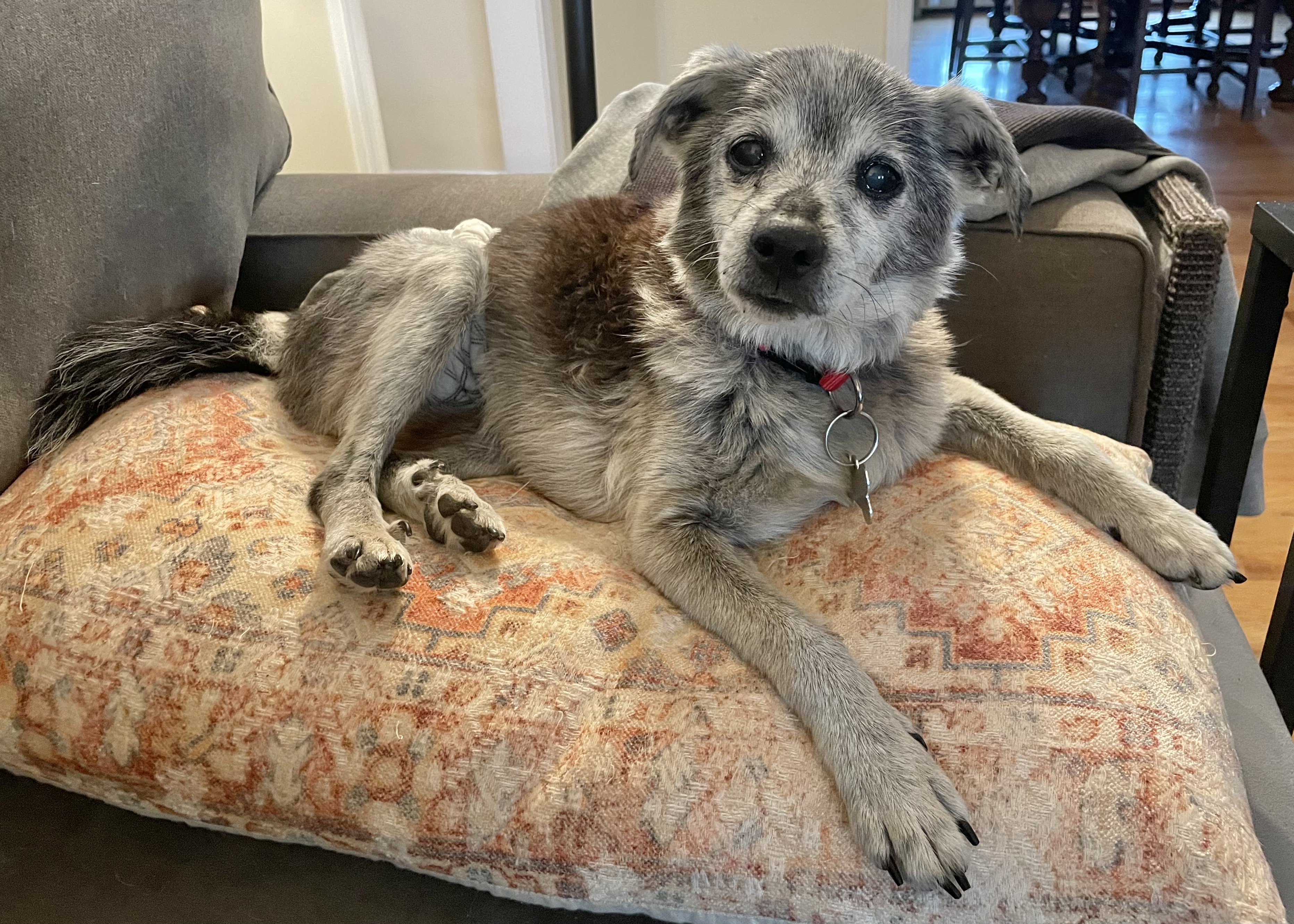 Enlarge Smokey, a Adoptable mixed breed in Clarkesville, GA image 4/5