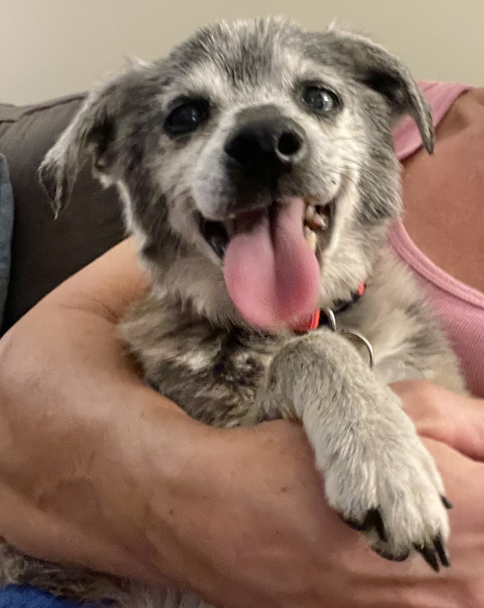 Smokey, Adoptable, Senior Male Chihuahua & Italian Greyhound.