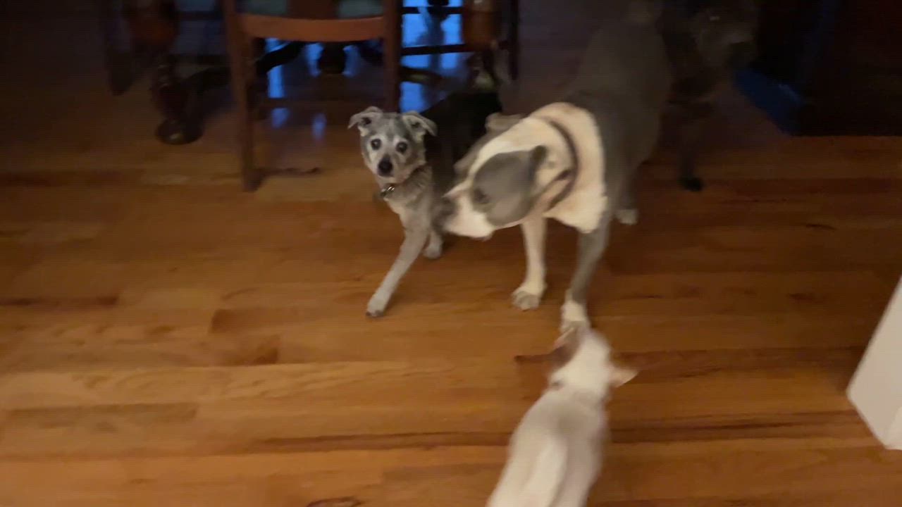 Enlarge Smokey, a Adoptable mixed breed in Clarkesville, GA video 5/5