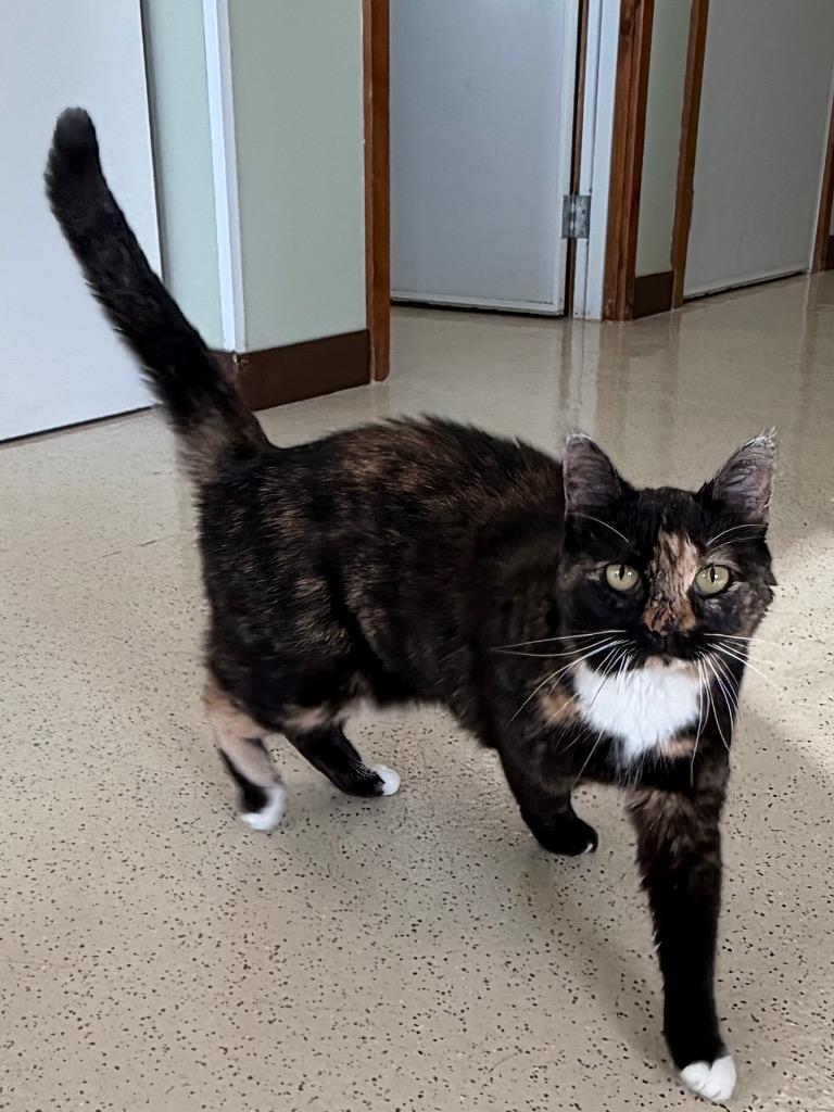Enlarge Kendra, a Adopted Domestic Short Hair in Amery, WI image 3/3