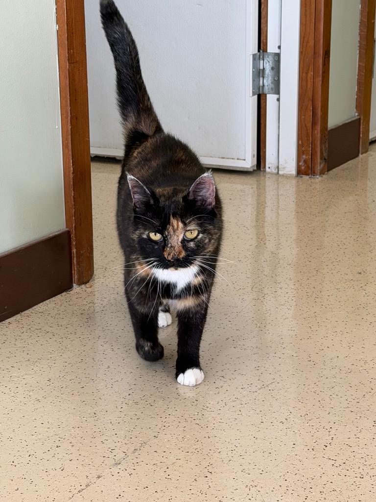 Enlarge Kendra, a Adopted Domestic Short Hair in Amery, WI image 2/3