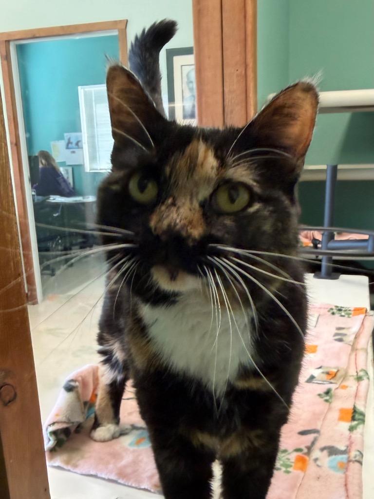 Enlarge Kendra, a Adopted Domestic Short Hair in Amery, WI image 1/3