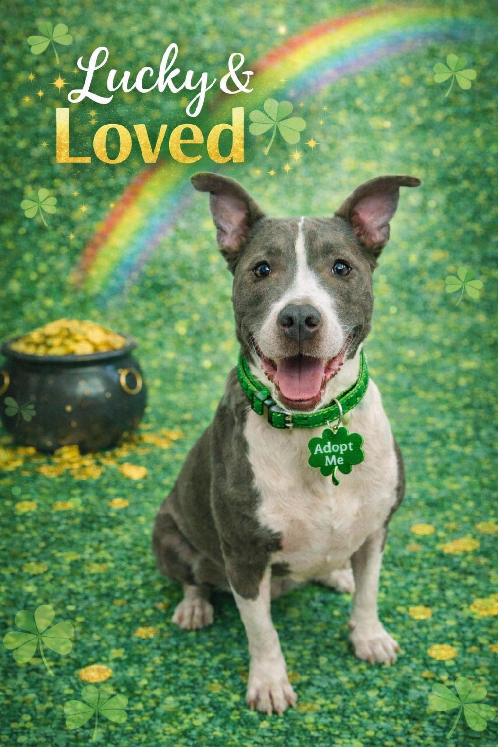 Bailey, ADOPTABLE, Adult Female Mixed Breed.