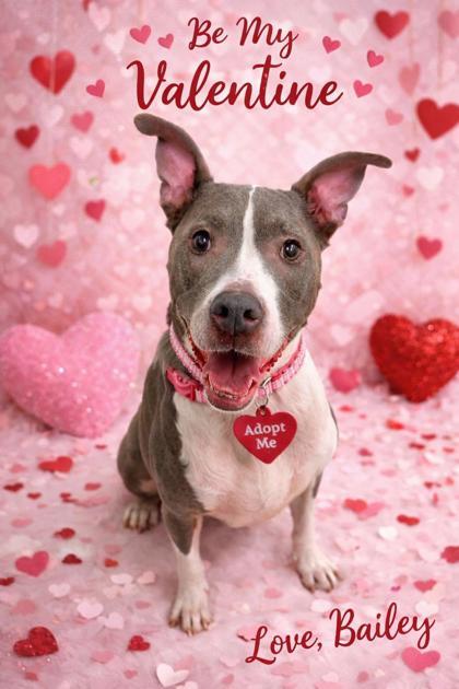 Bailey, ADOPTABLE, Adult Female Mixed Breed.