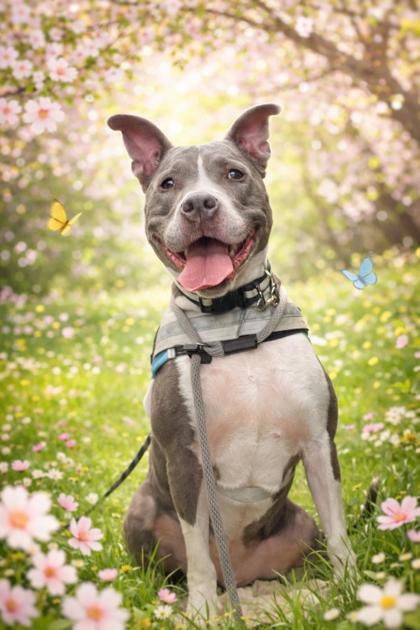 Enlarge Bailey, a ADOPTABLE Mixed Breed in Belleville, MI image 1/1