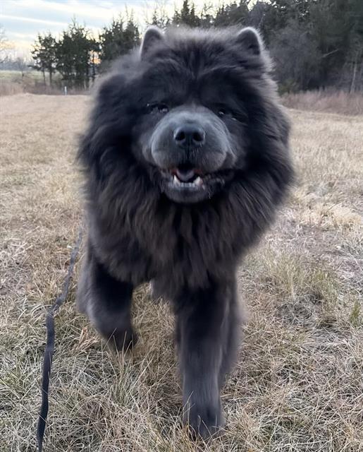 DUCHESS, Adoptable, Adult Female Chow Chow.