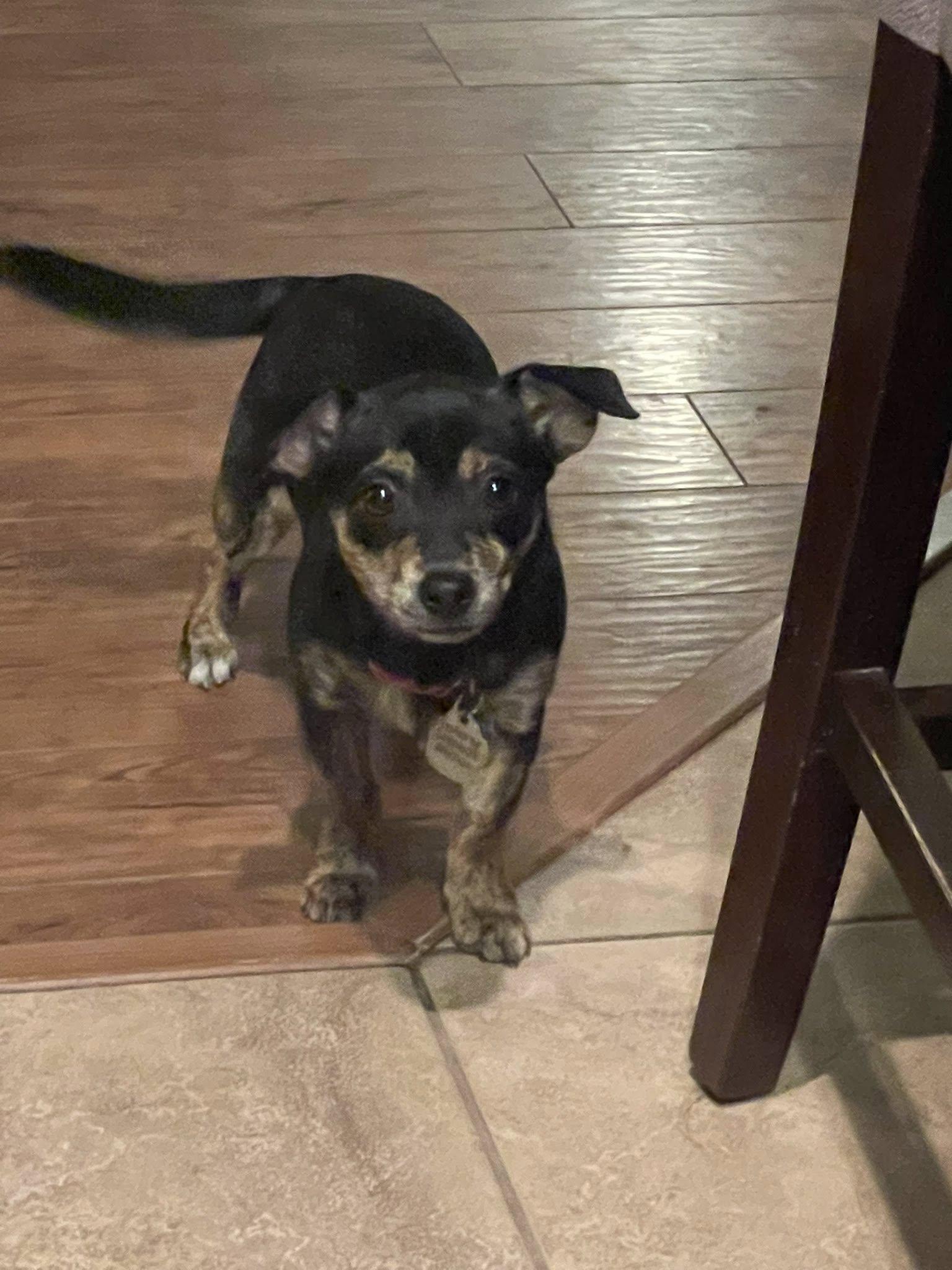 Enlarge Winnie, a Adoptable Chihuahua in West Richland, WA image 1/6