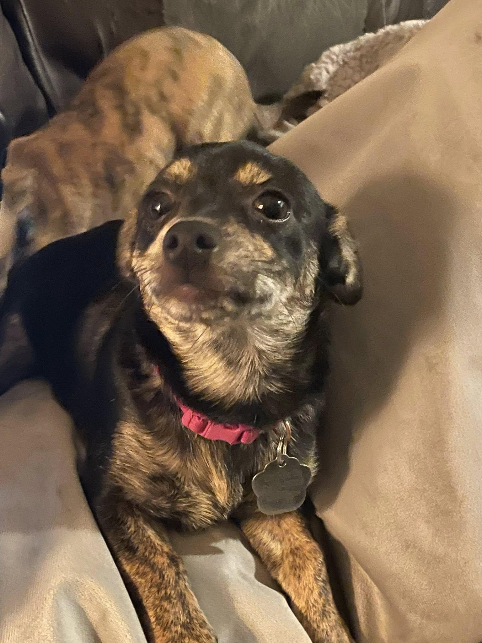 Enlarge Winnie, a Adoptable Chihuahua in West Richland, WA image 2/6