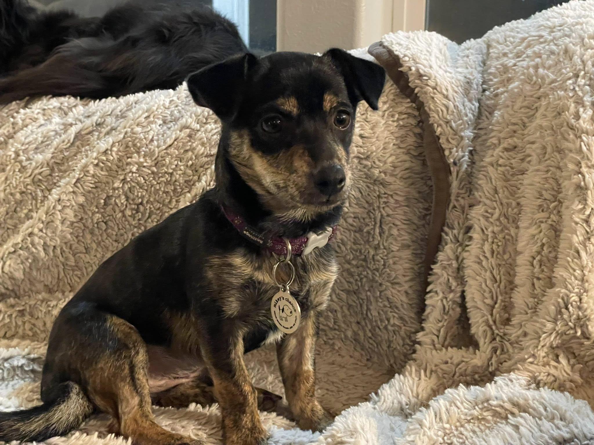 Enlarge Winnie, a Adoptable Chihuahua in West Richland, WA image 3/6