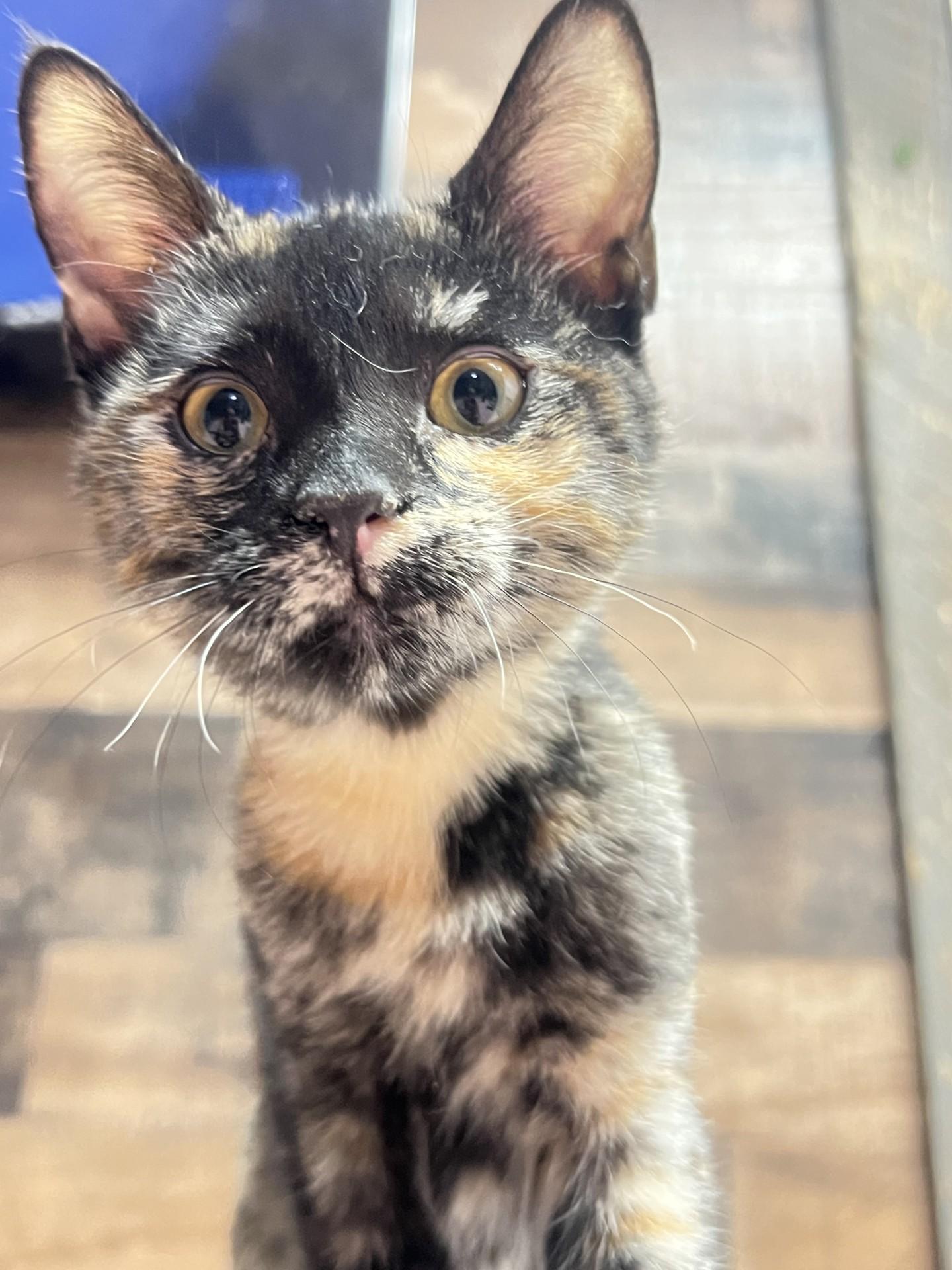 Star, ADOPTABLE, Kitten Female Tortoiseshell.
