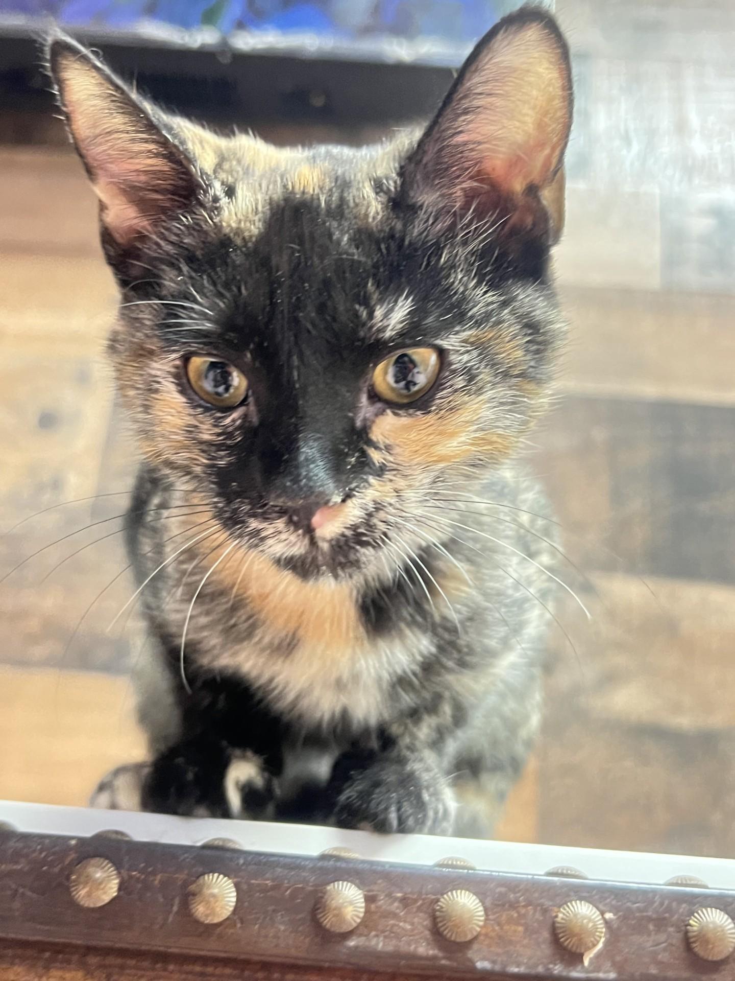 Enlarge Star, a ADOPTABLE Tortoiseshell in Mesa, AZ image 4/4