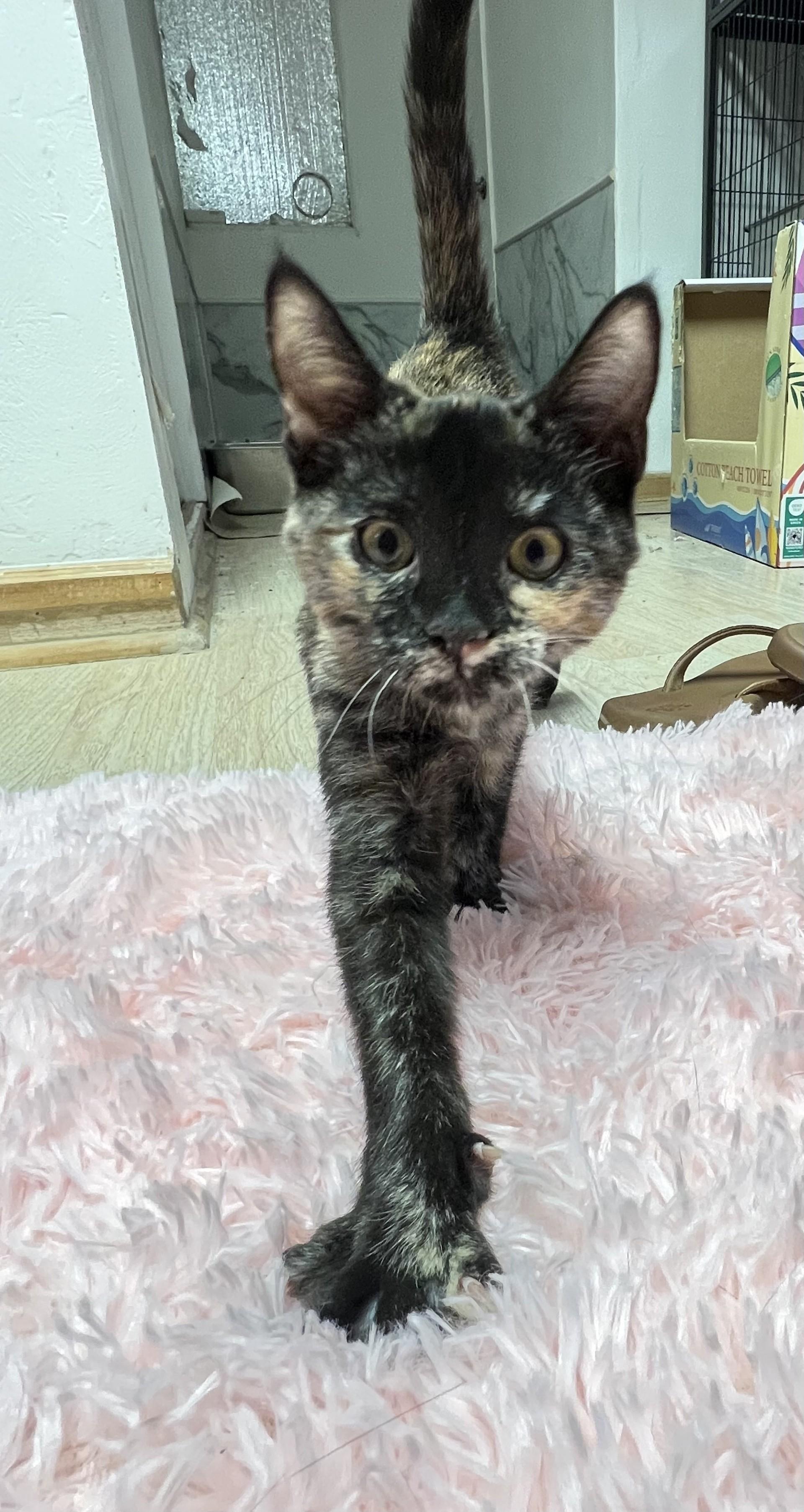 Enlarge Star, a ADOPTABLE Tortoiseshell in Mesa, AZ image 2/4
