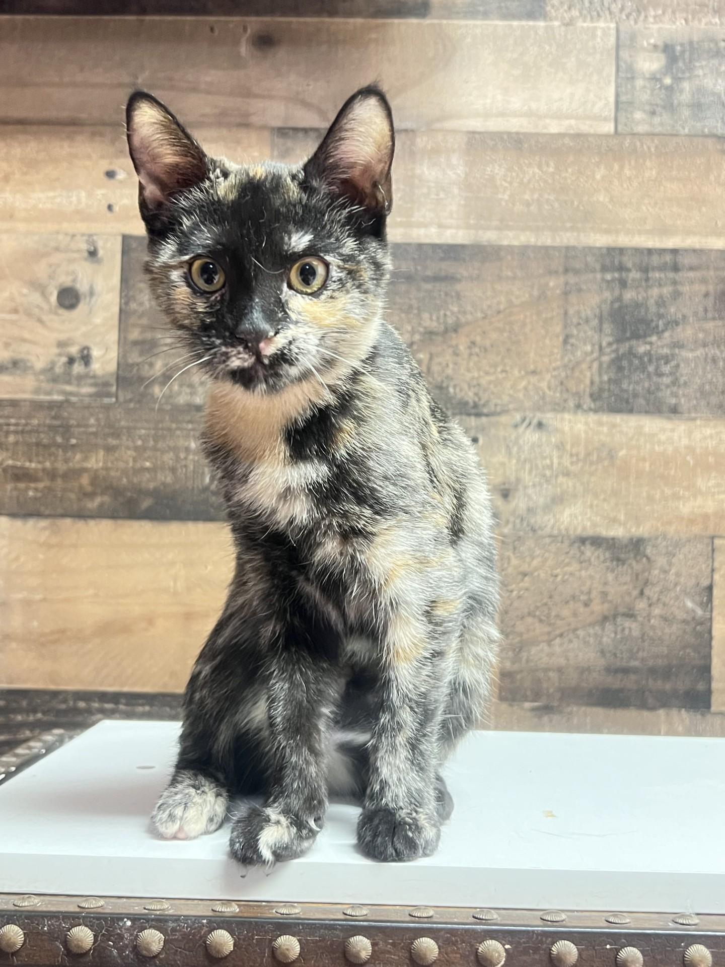 Enlarge Star, a ADOPTABLE Tortoiseshell in Mesa, AZ image 3/4