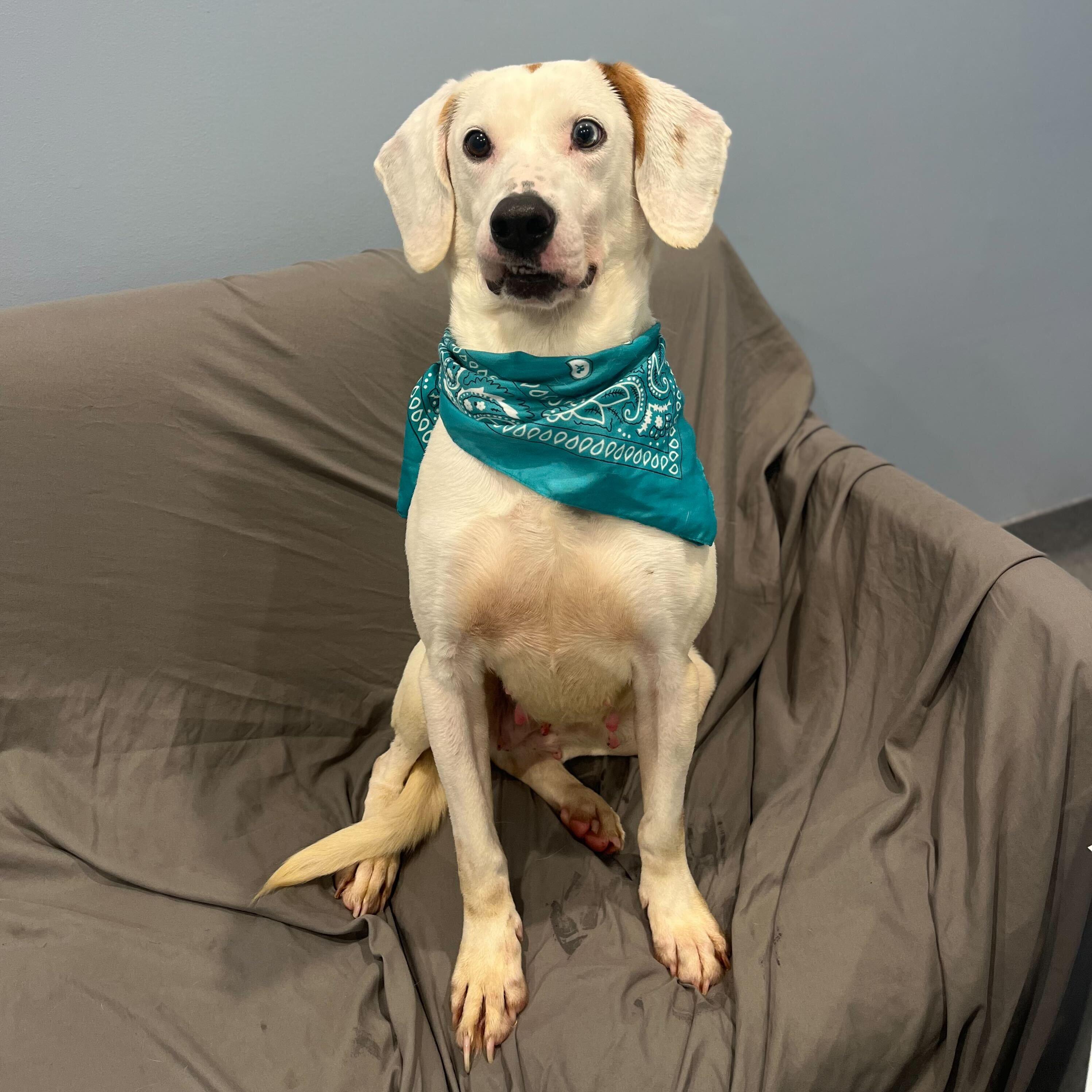 Rhonda, adoptable, Young Female Mixed Breed.