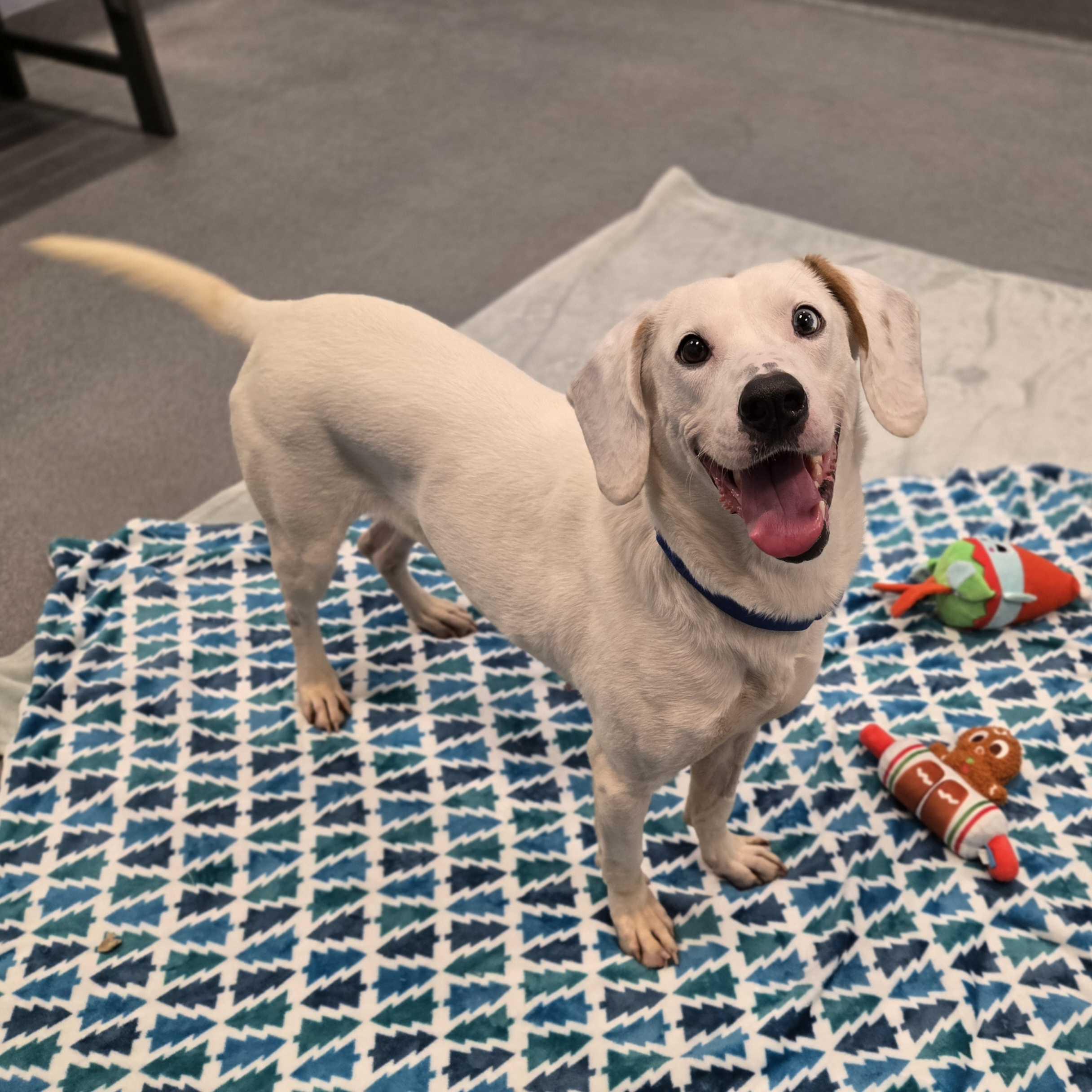 Enlarge Rhonda, a other Mixed Breed in Canal Winchester, OH image 2/6