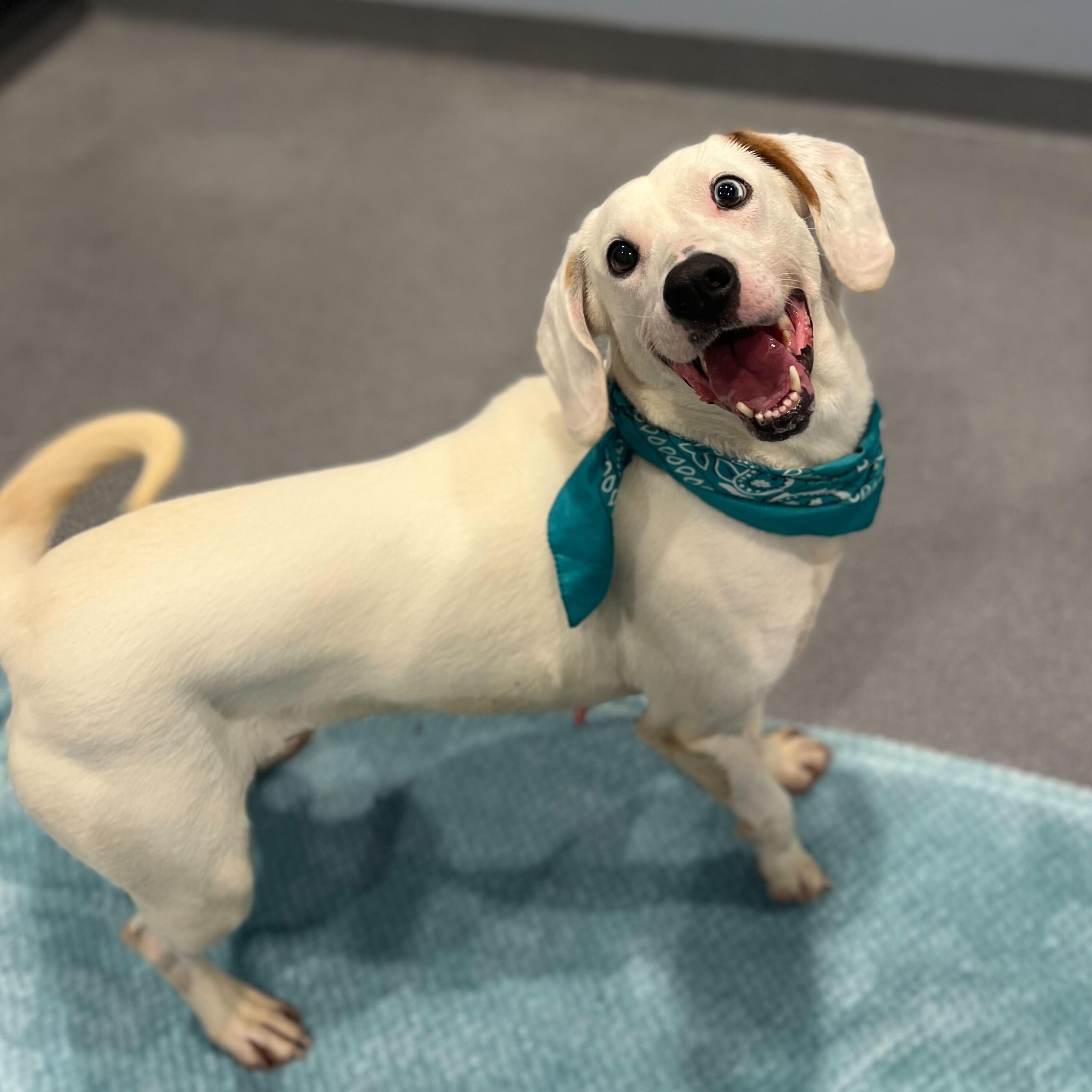 Enlarge Rhonda, a other Mixed Breed in Canal Winchester, OH image 3/6