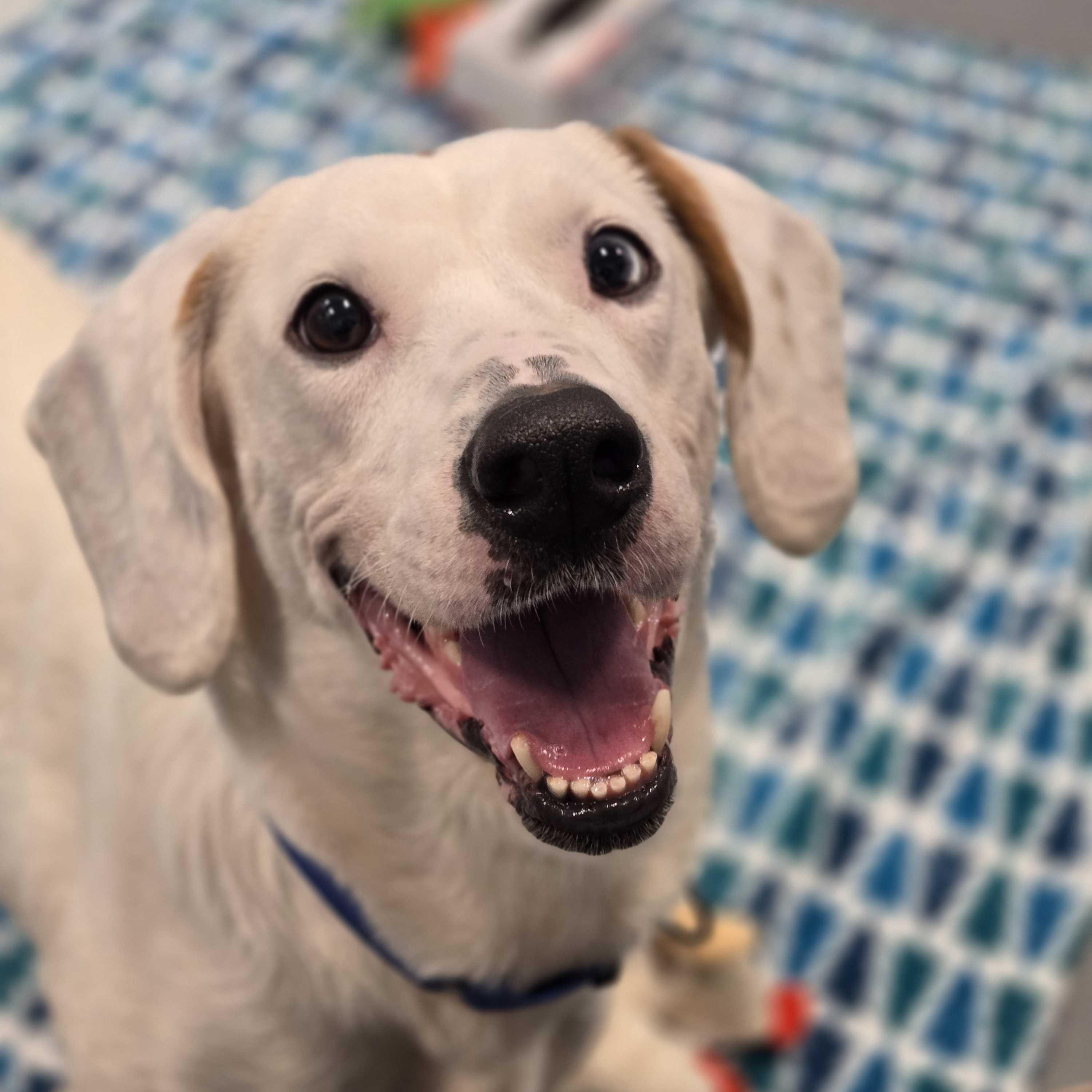 Enlarge Rhonda, a other Mixed Breed in Canal Winchester, OH image 4/6