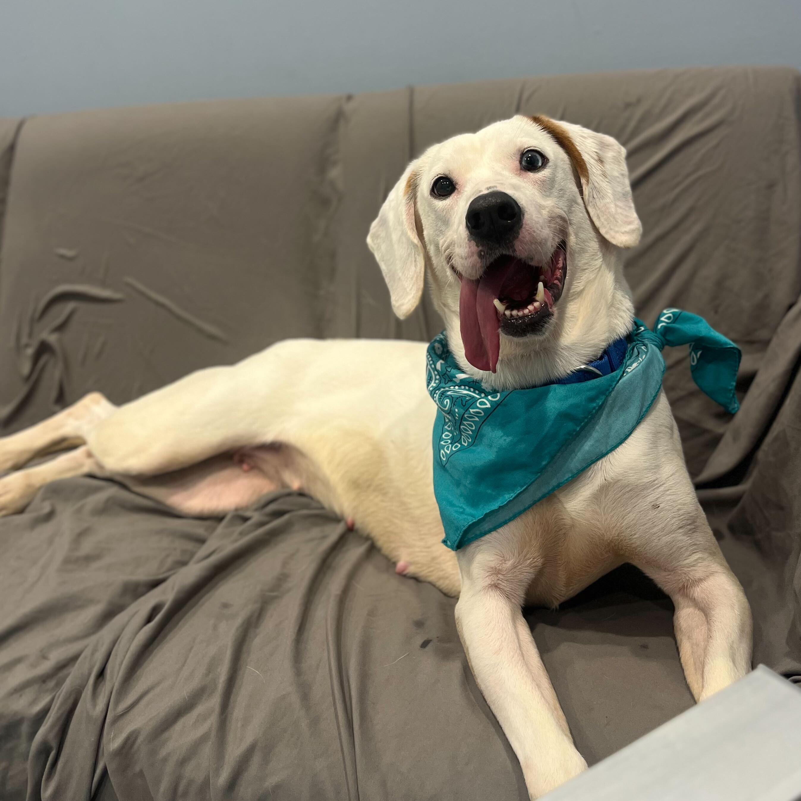 Enlarge Rhonda, a other Mixed Breed in Canal Winchester, OH image 5/6