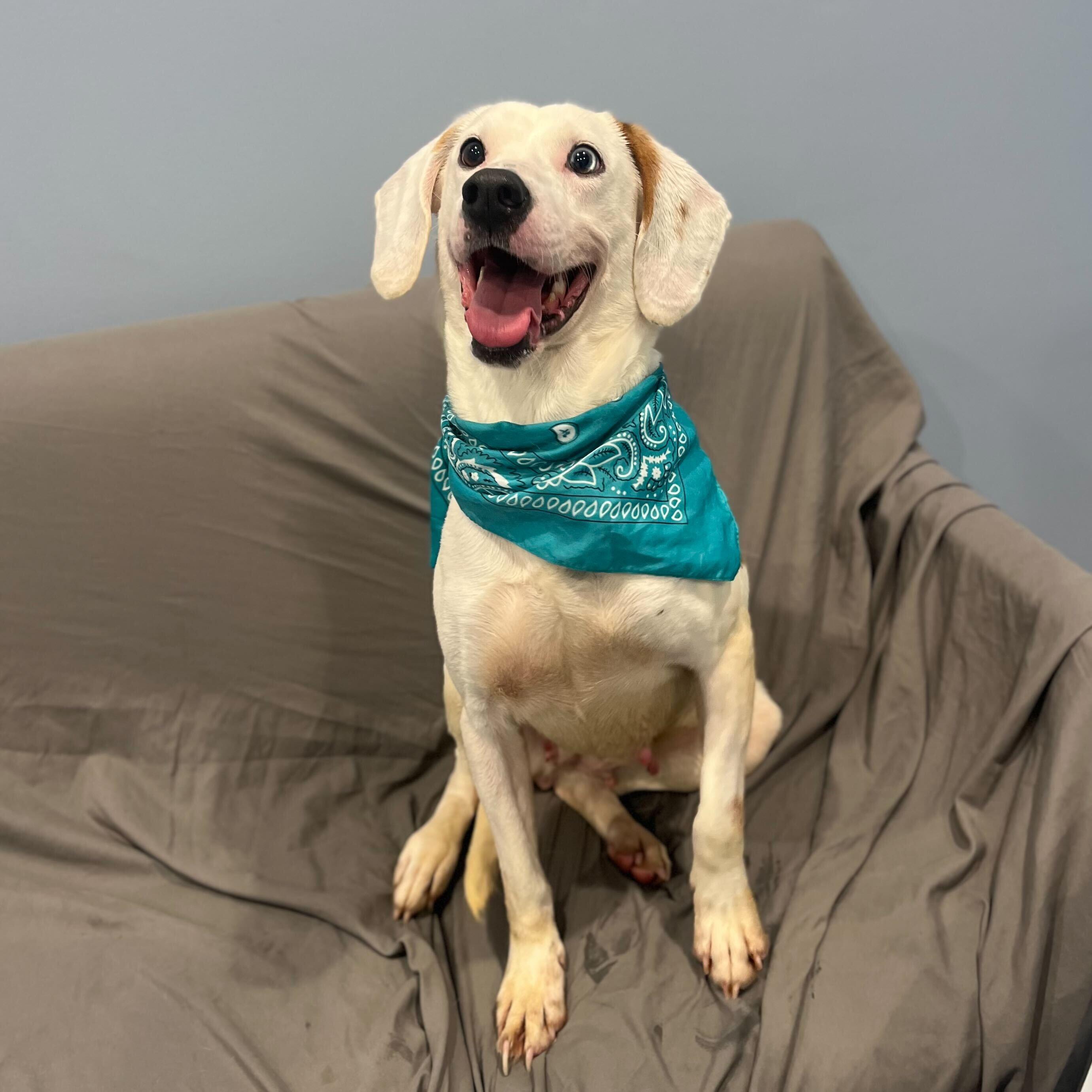 Enlarge Rhonda, a other Mixed Breed in Canal Winchester, OH image 6/6