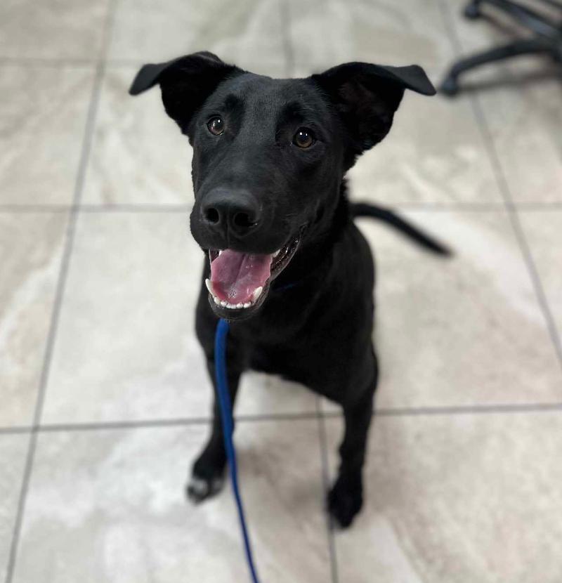 Jett, ADOPTABLE, Young Male Labrador Retriever & German Shepherd Dog.