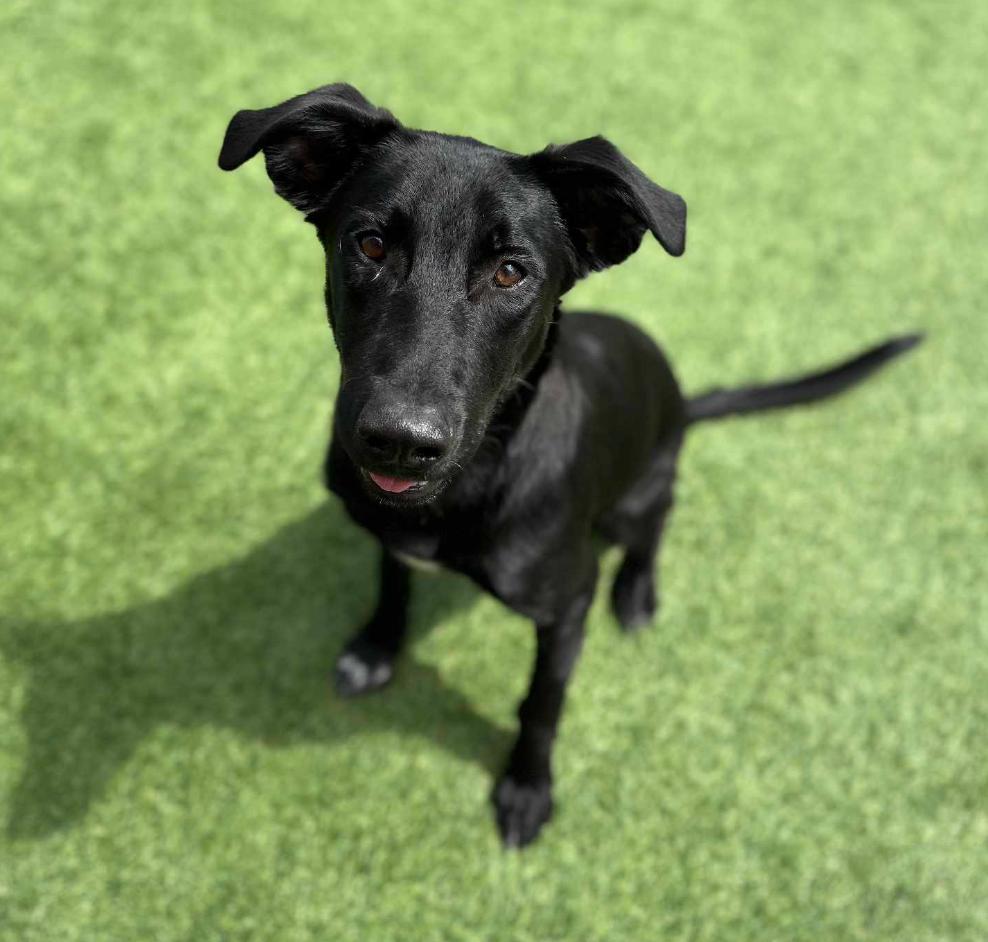 Jett, ADOPTABLE, Young Male Labrador Retriever & German Shepherd Dog.