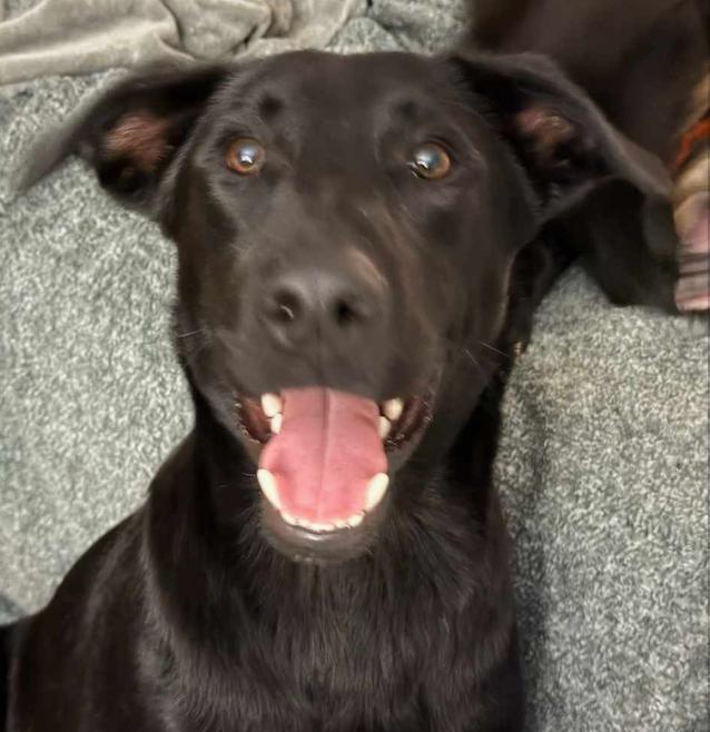 Enlarge Jett, a ADOPTABLE mixed breed in Glenolden, PA image 3/6