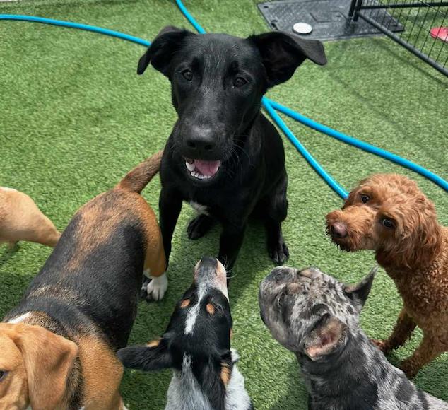 Enlarge Jett, a ADOPTABLE mixed breed in Glenolden, PA image 4/6