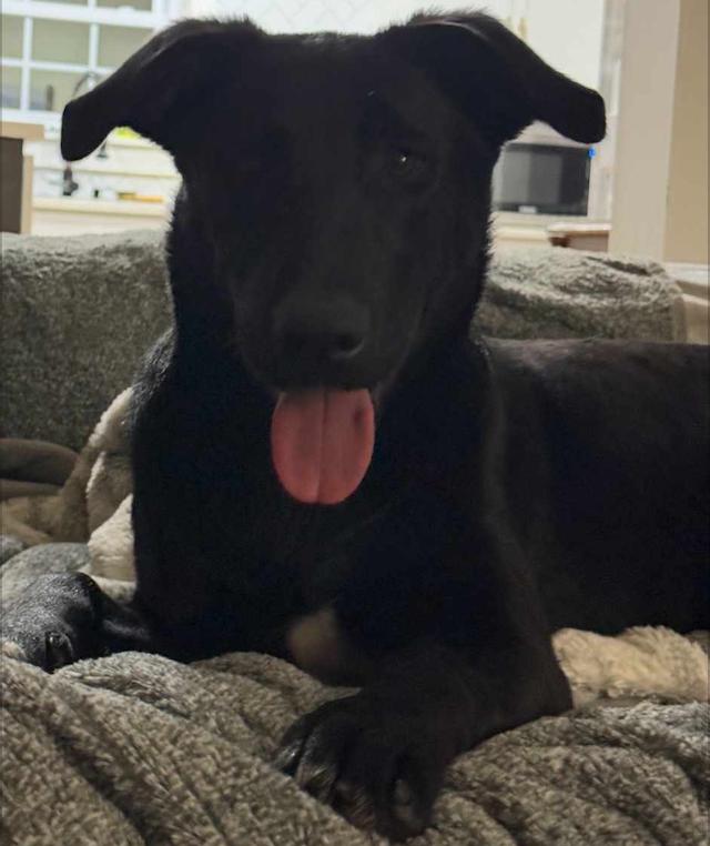 Enlarge Jett, a ADOPTABLE mixed breed in Glenolden, PA image 5/6