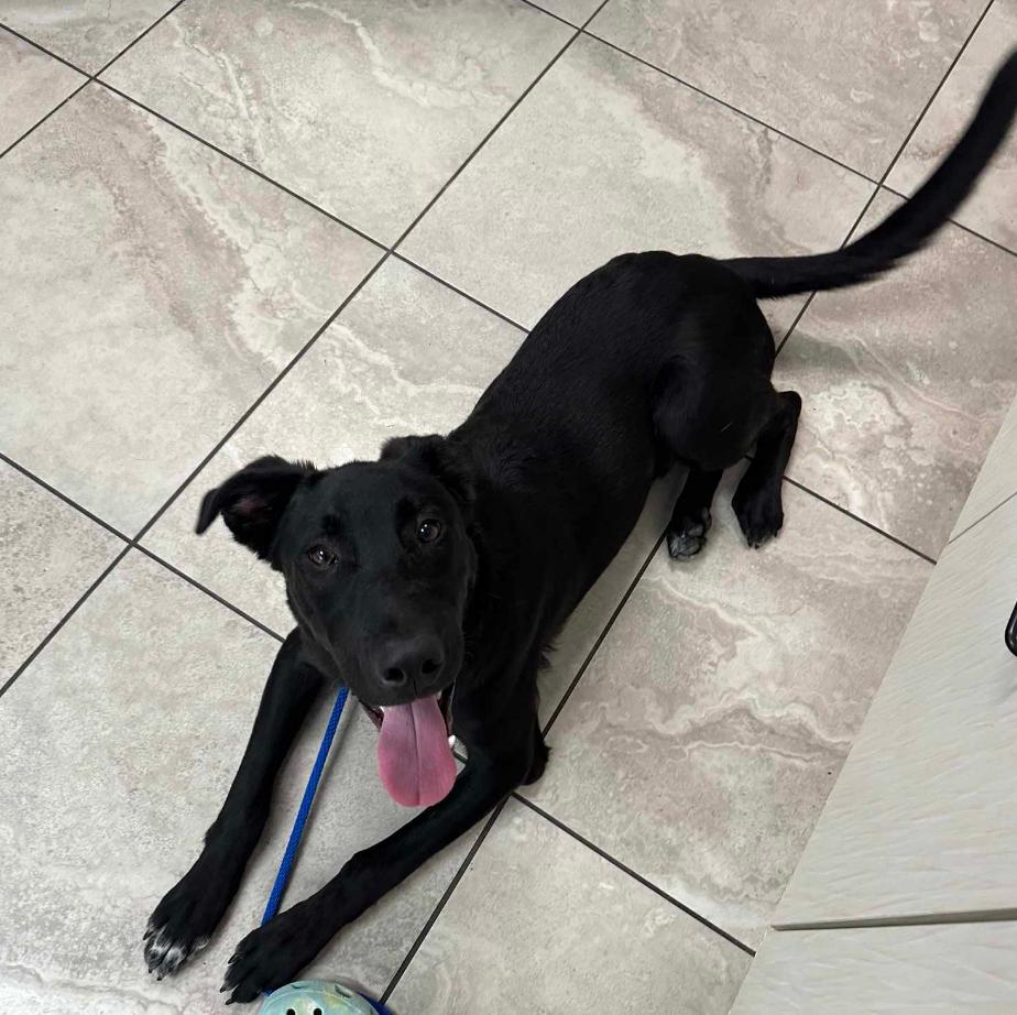 Enlarge Jett, a ADOPTABLE mixed breed in Glenolden, PA image 6/6