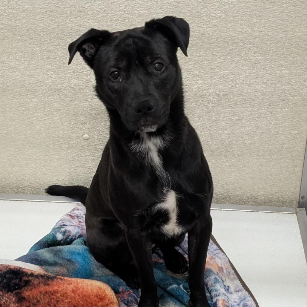 Enlarge Graham, a Adoptable Mixed Breed in Ballston Spa, NY image 1/1