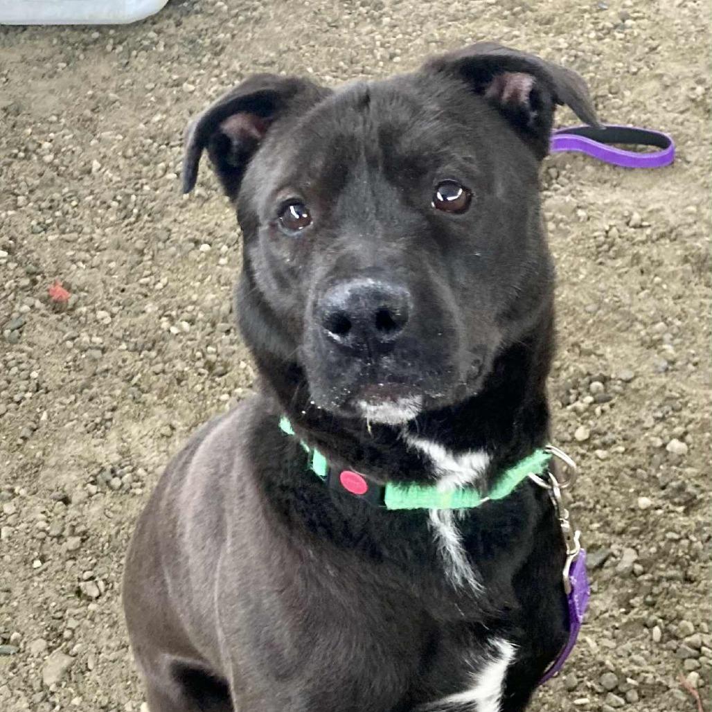 Graham, a Adoptable Mixed Breed in Ballston Spa, NY image 2/2