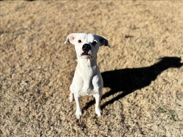 MILLER, Adoptable, Adult Male American Bulldog & Mixed Breed.