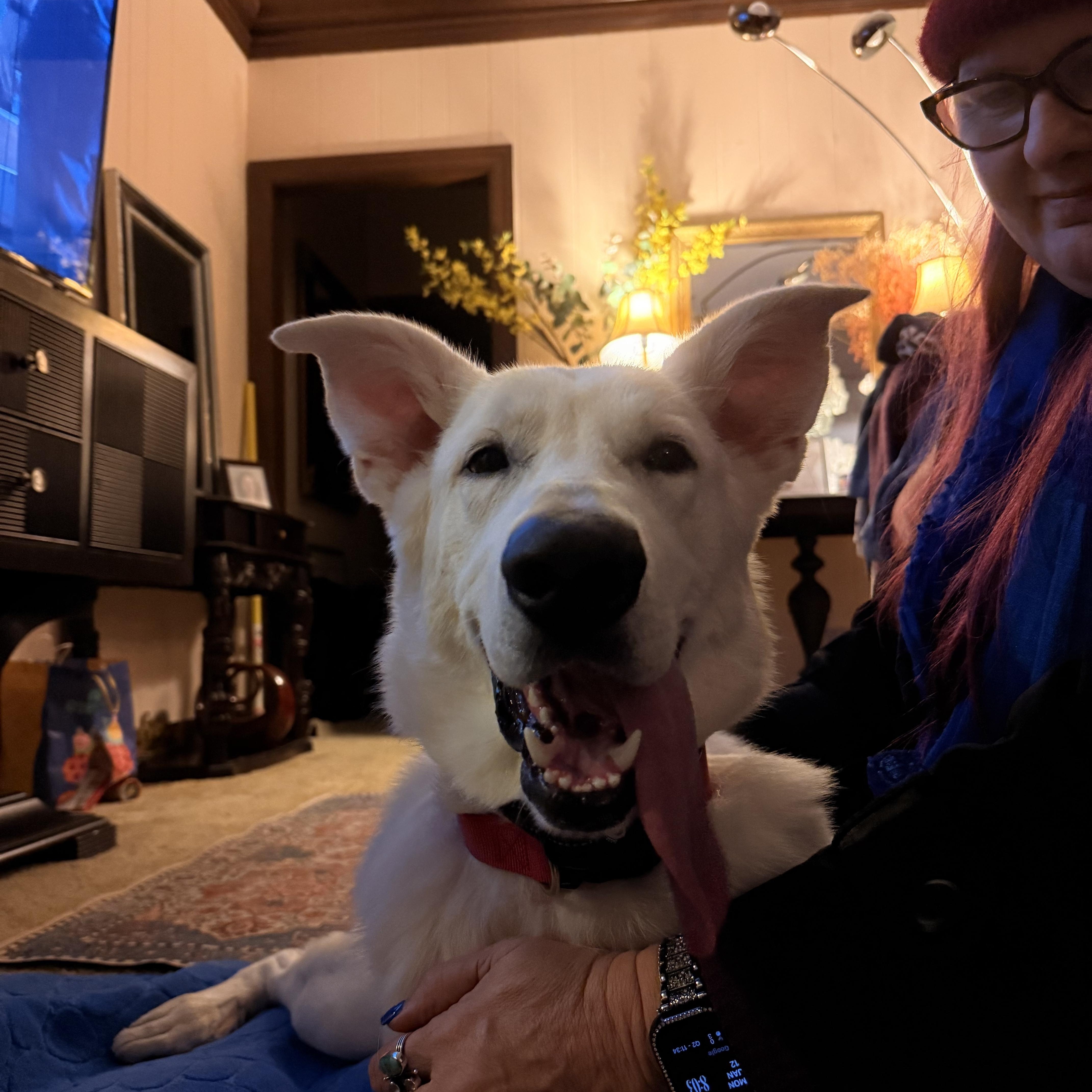 Luka, ADOPTABLE, Young Male German Shepherd Dog.