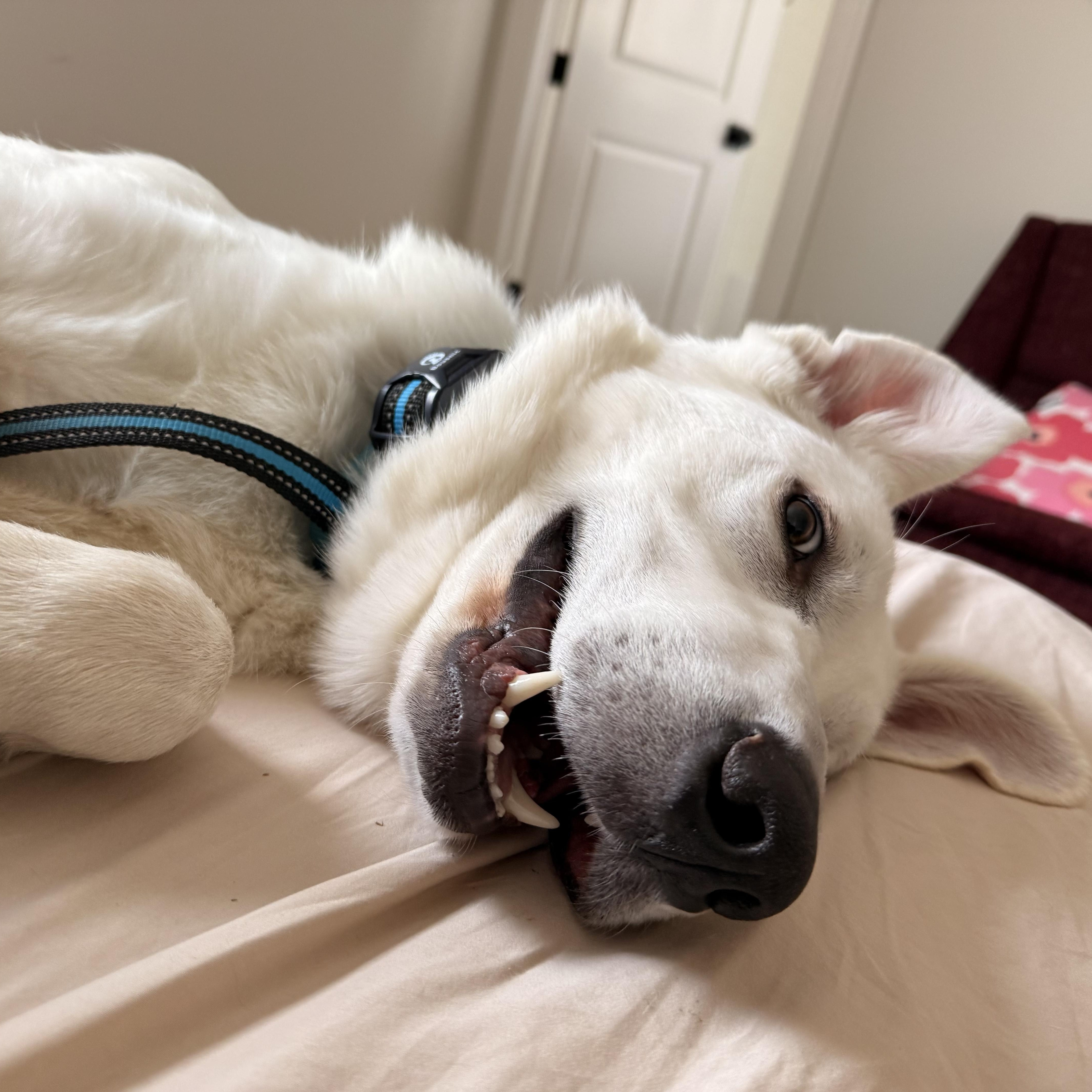 Enlarge Luka, a ADOPTABLE mixed breed in Brentwood, TN image 6/6