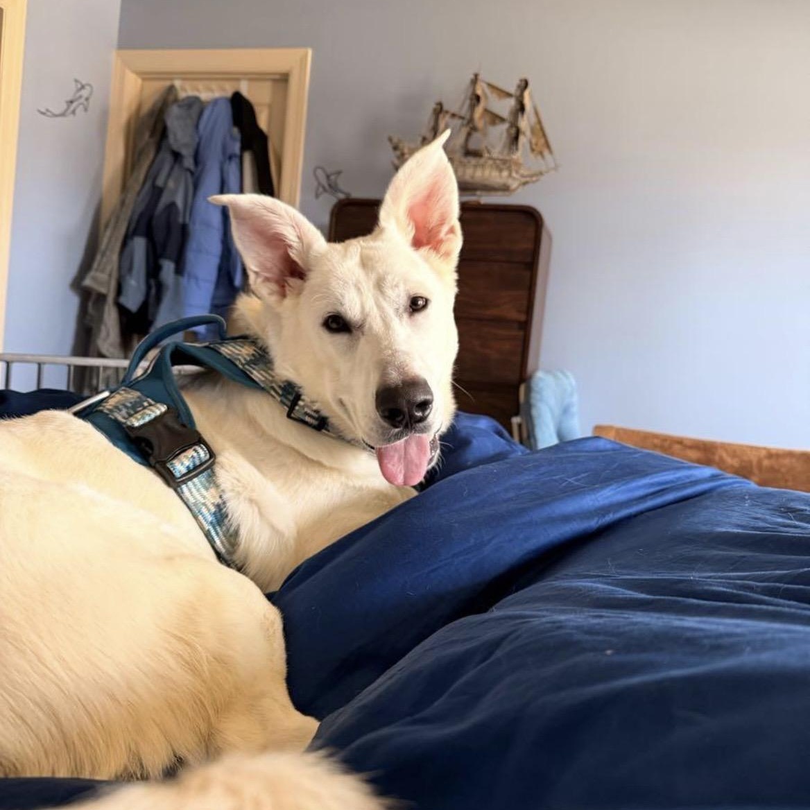 Enlarge Luka, a ADOPTABLE mixed breed in Brentwood, TN image 4/6