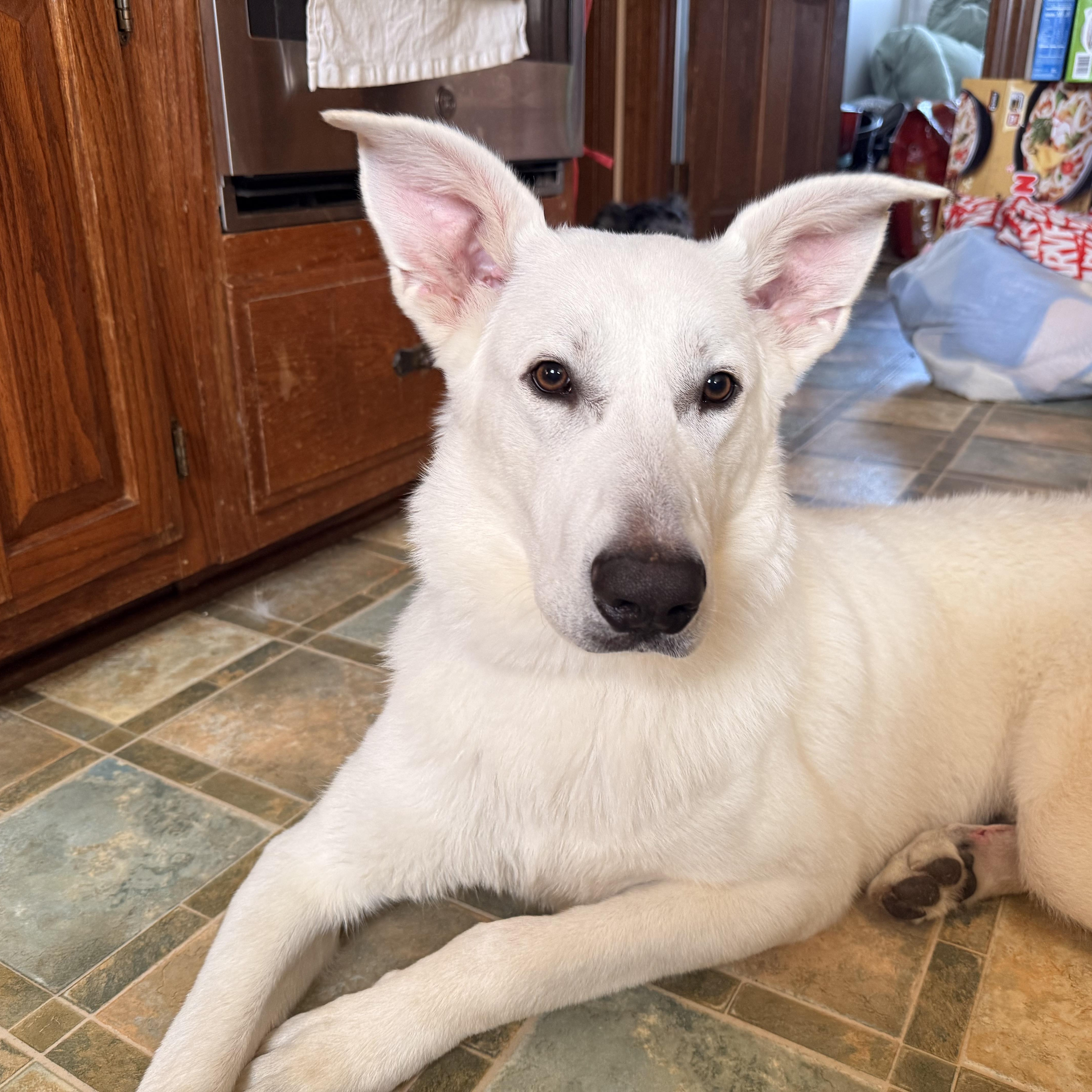 Enlarge Luka, a ADOPTABLE mixed breed in Brentwood, TN image 5/6
