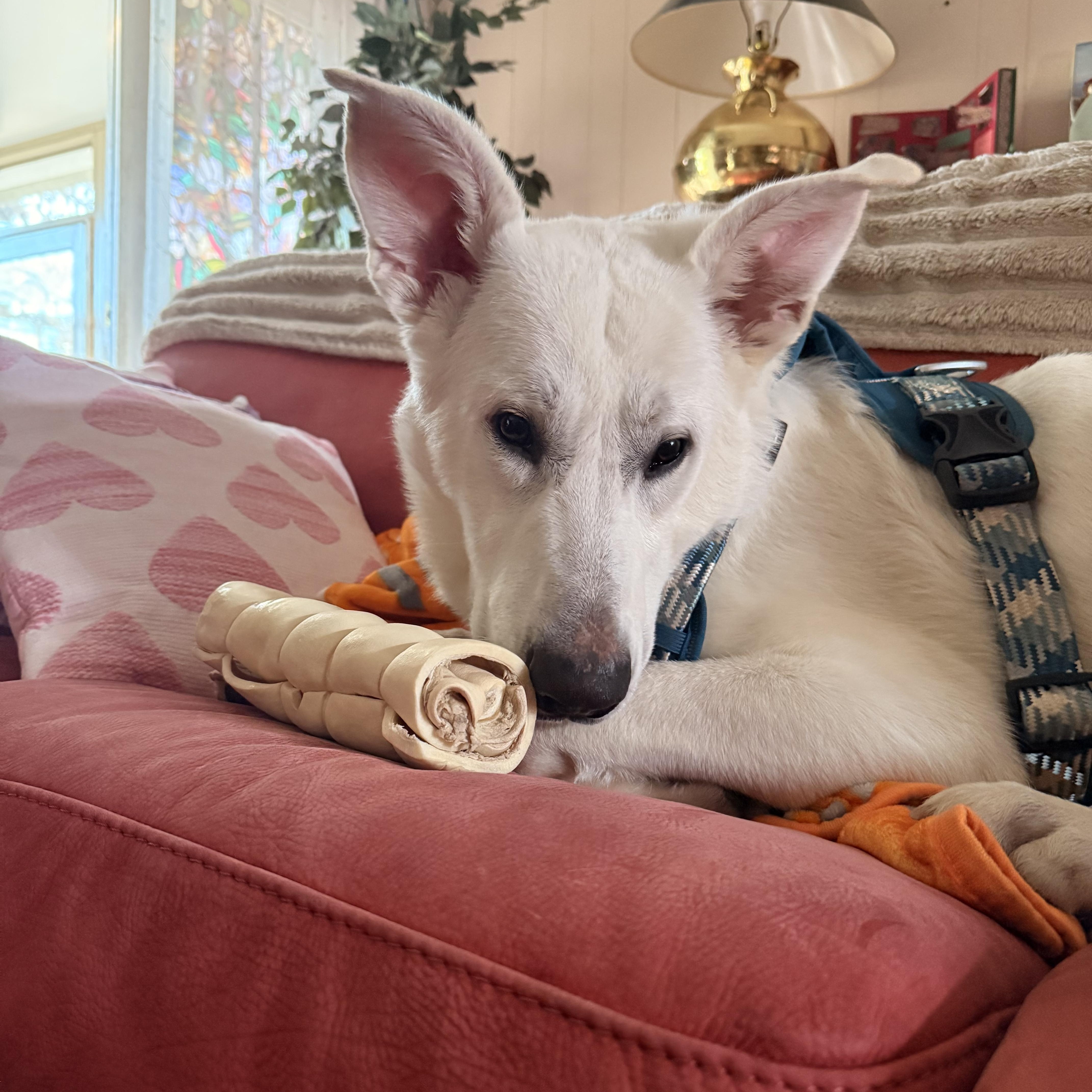 Enlarge Luka, a ADOPTABLE mixed breed in Brentwood, TN image 1/6