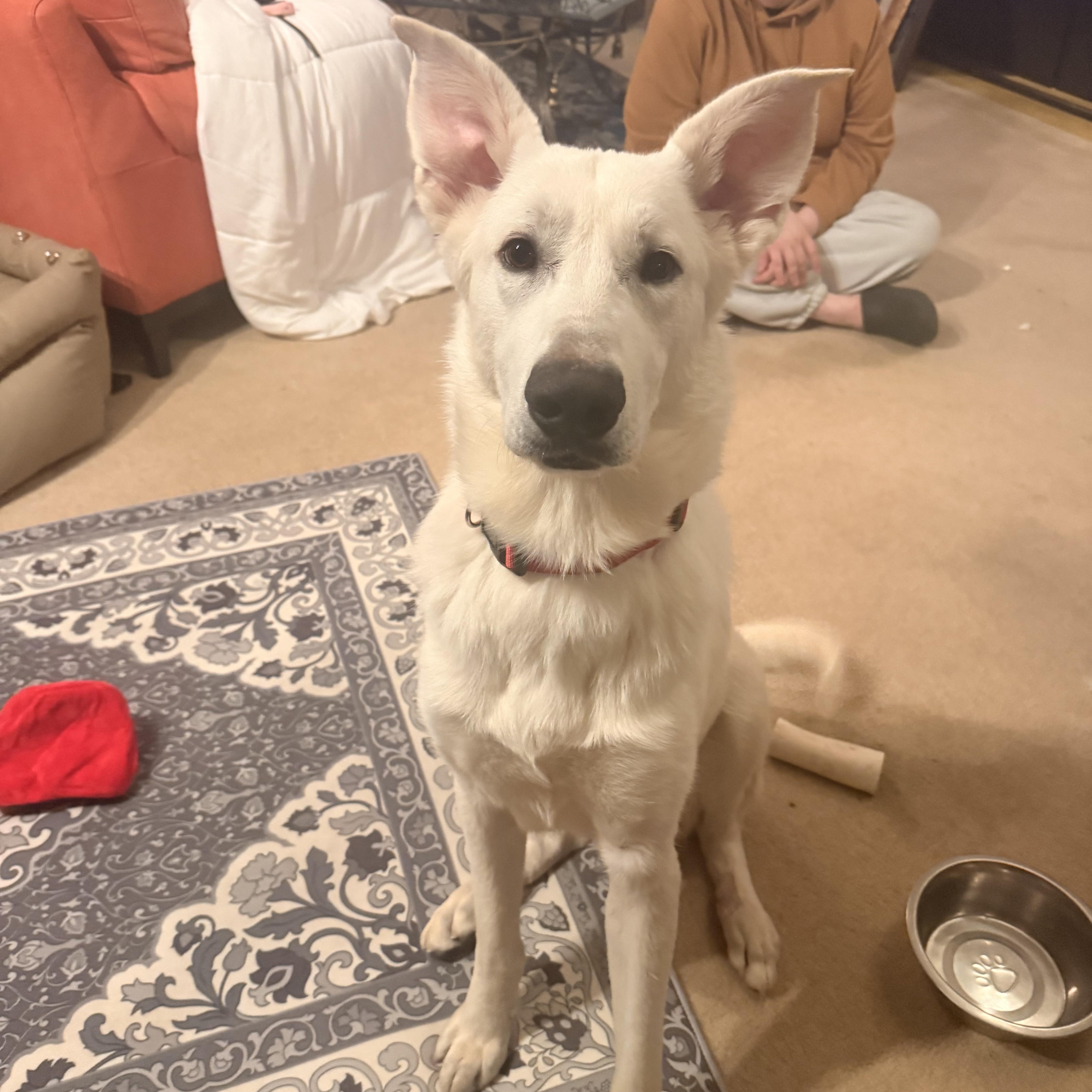 Enlarge Luka, a ADOPTABLE mixed breed in Brentwood, TN image 3/6