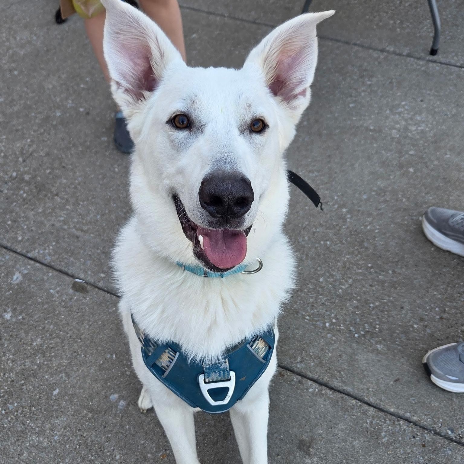 Enlarge Luka, an adopted mixed breed in Brentwood, TN image 1/6